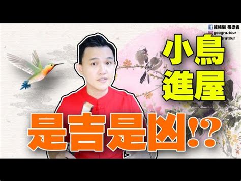 家中 飛 來 鳥|【有鳥飛來家裡】鳥兒飛進家裡：吉兆還是兇兆？聽聽。